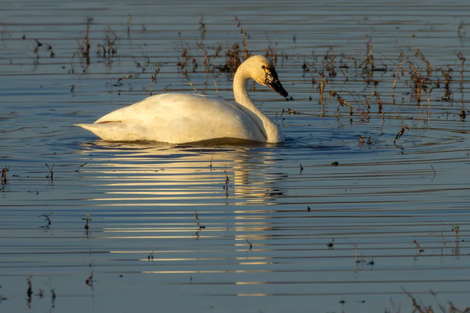 Tundra swan swimming
