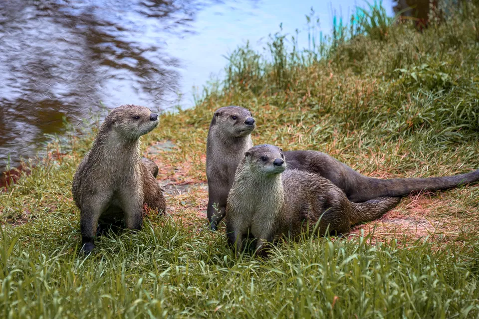North American river otters on a grassy riverbank