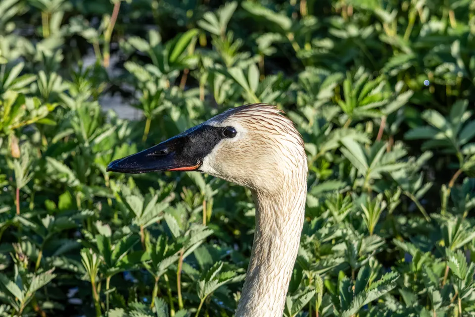 Trumpeter swan head and bill in side profile