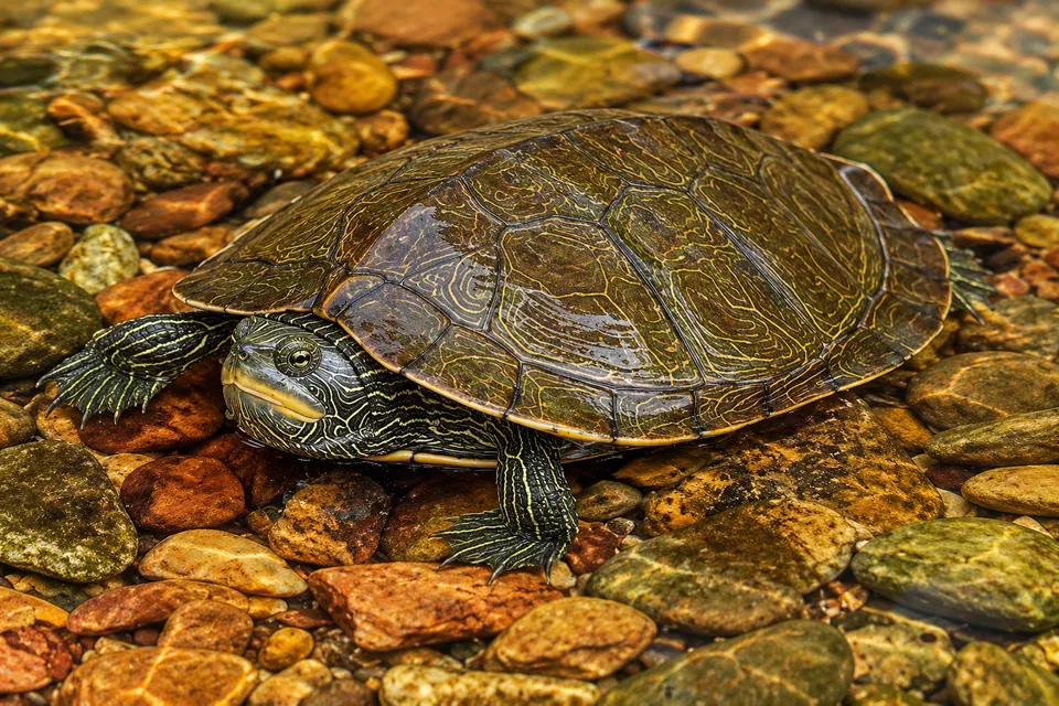 Common map turtle resting on stones in shallow water