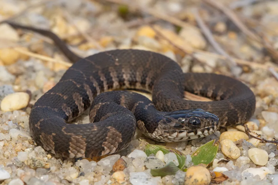 Northern water snake coiled on gravel