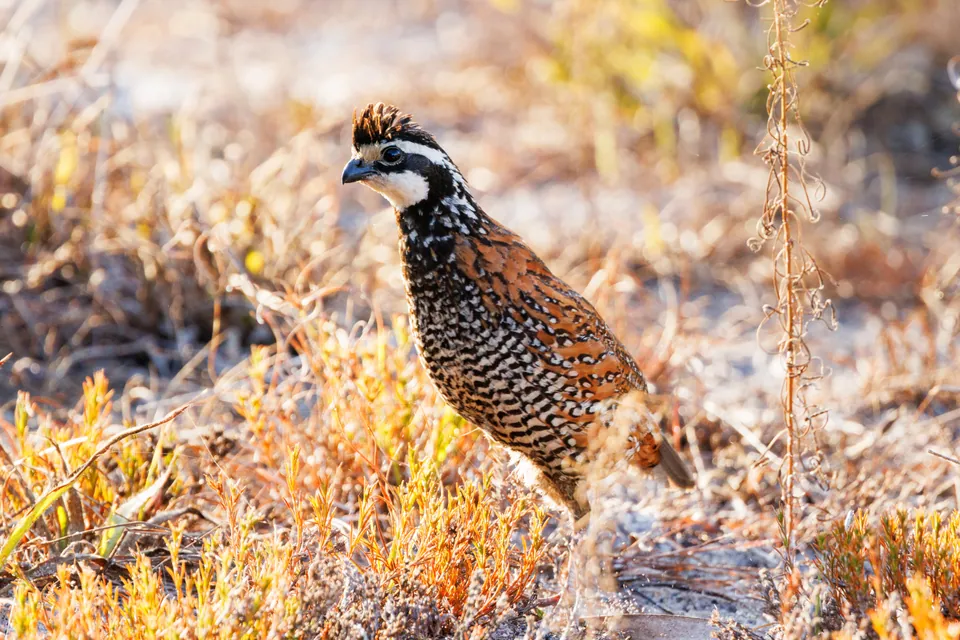 Northern bobwhite standing on leaf litter