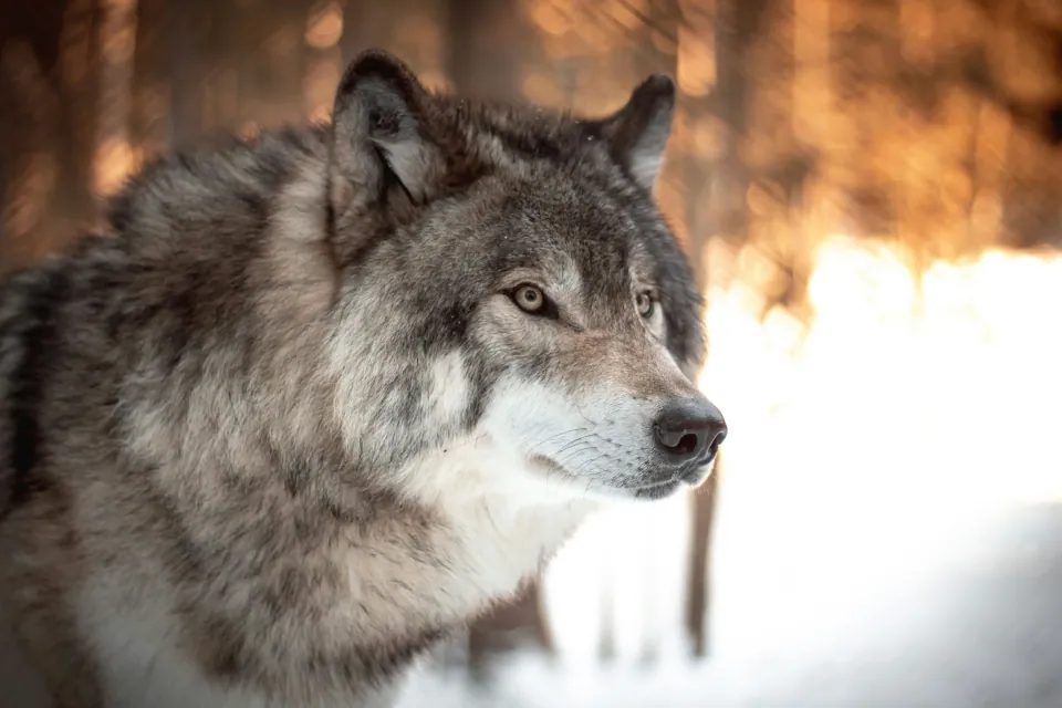 Gray wolf