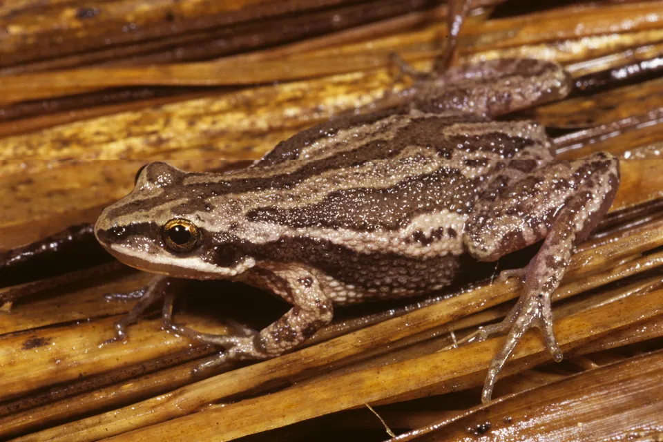Boreal chorus frog — verified North Ground species photograph