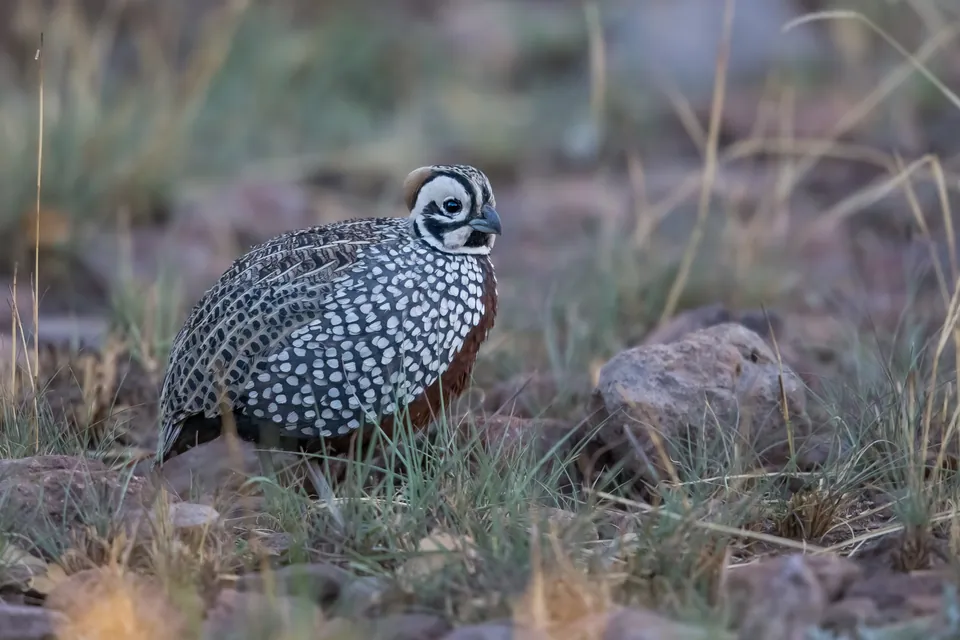 Male Montezuma quail on rocky grassland