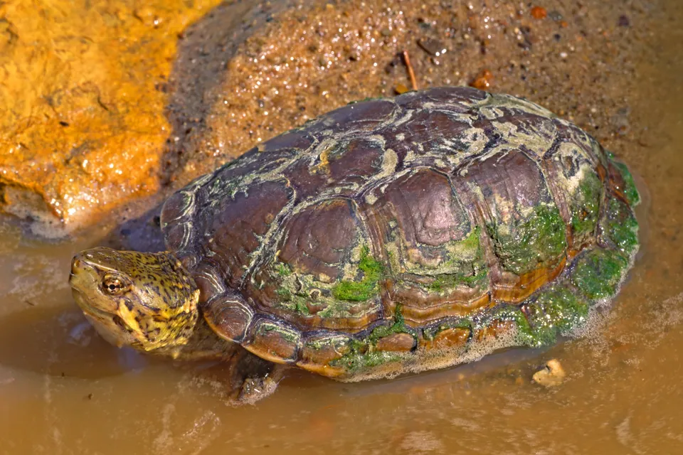 Sonora mud turtle in shallow muddy water