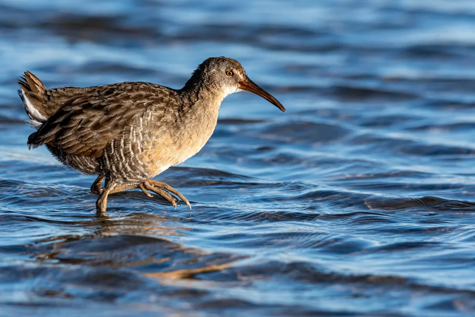 Clapper rail wading in shallow water