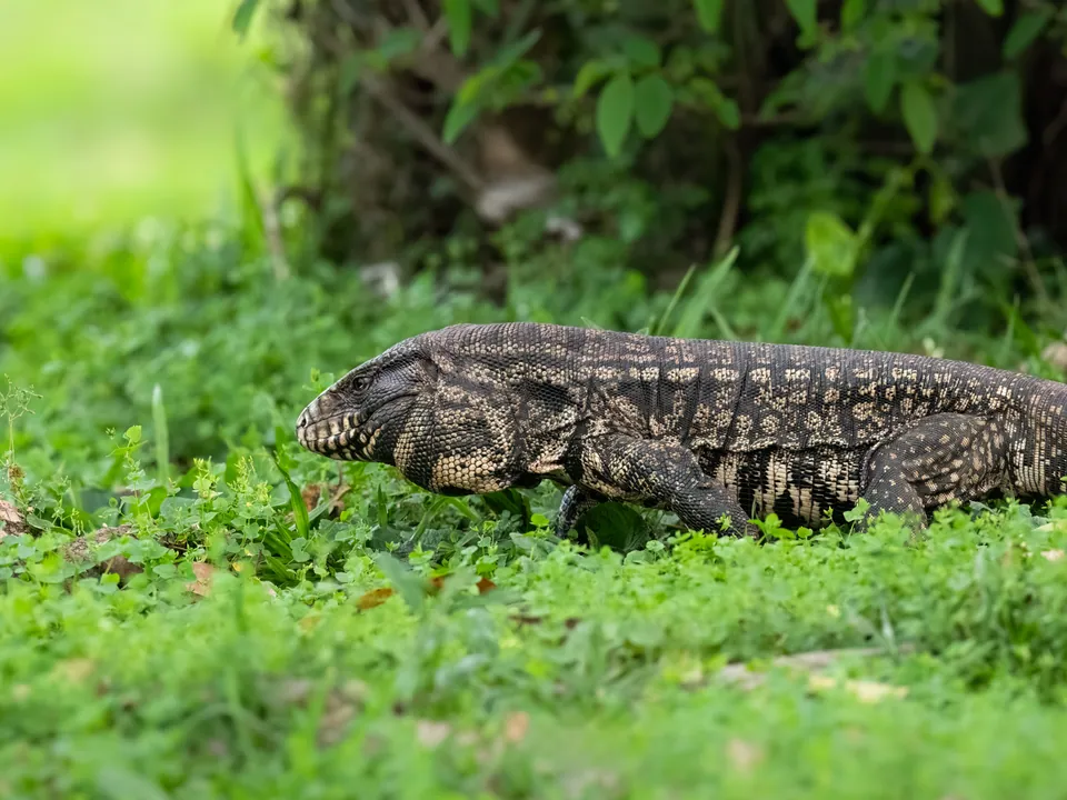 Argentine black and white tegu in green grass