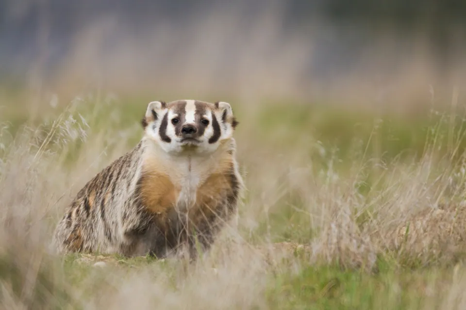 American badger standing in dry grass