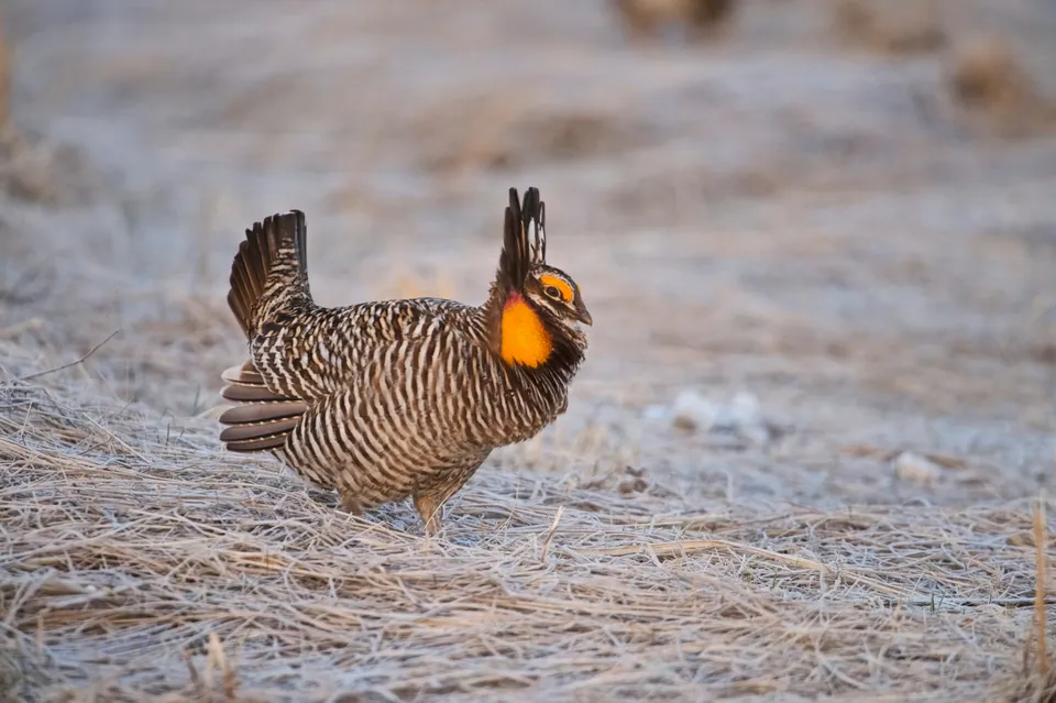 Greater prairie-chicken displaying on open ground