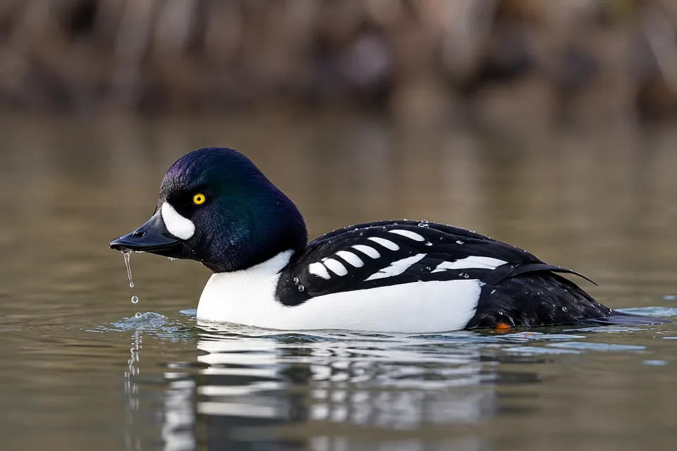 Barrow's goldeneye — verified North Ground species photograph