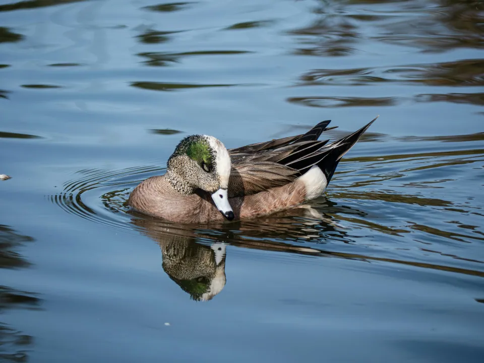 American wigeon
