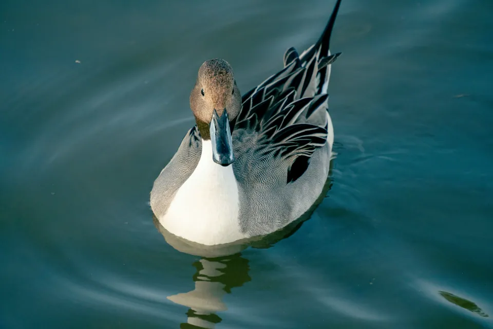 Northern pintail