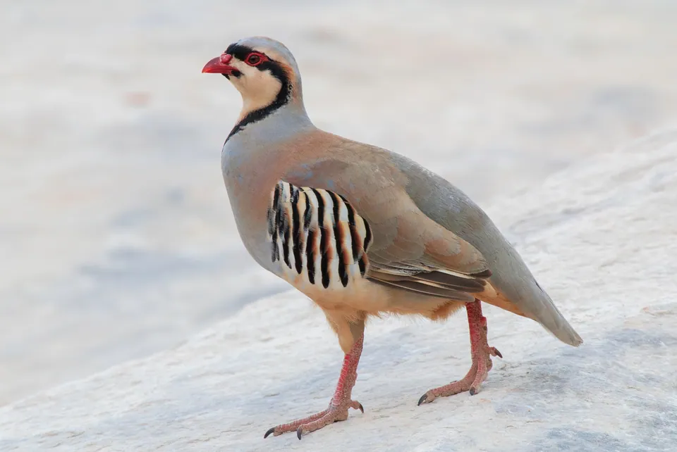 Chukar — verified North Ground species photograph
