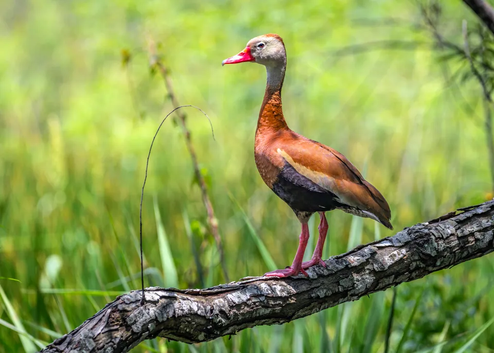 Black-bellied whistling-duck perched on a branch