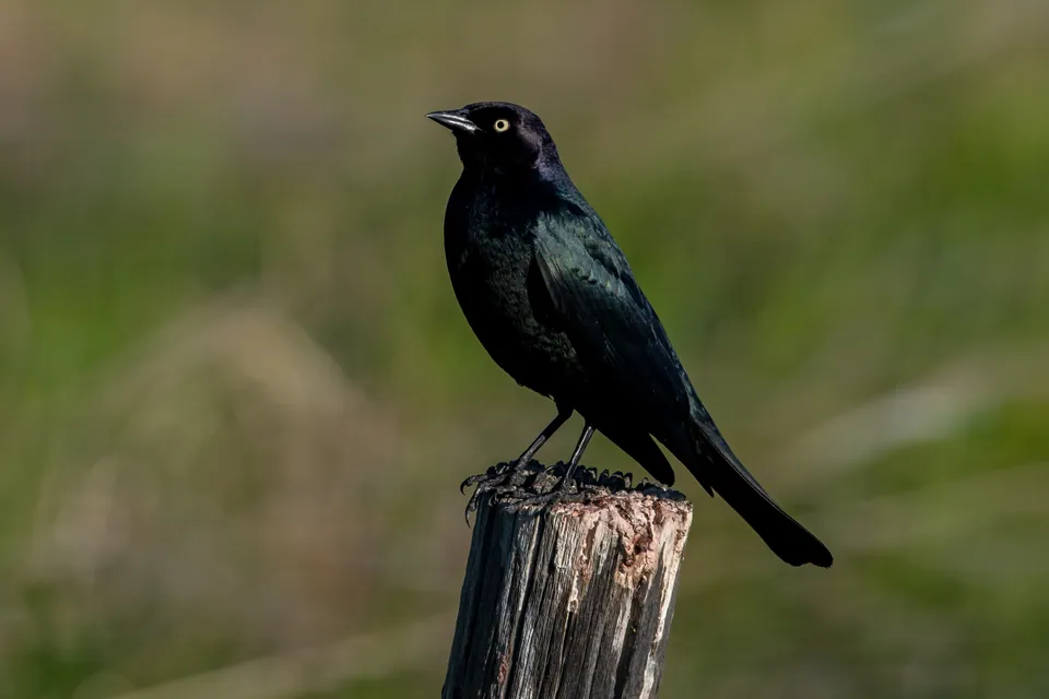 Brewer's blackbird — verified North Ground species photograph