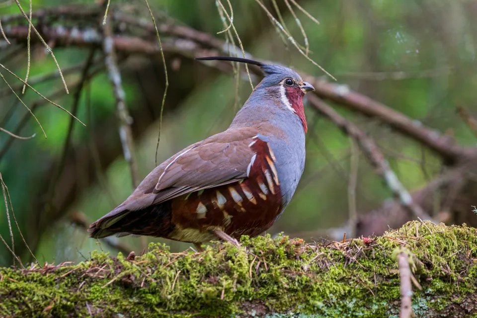 Mountain quail perched in a Douglas-fir