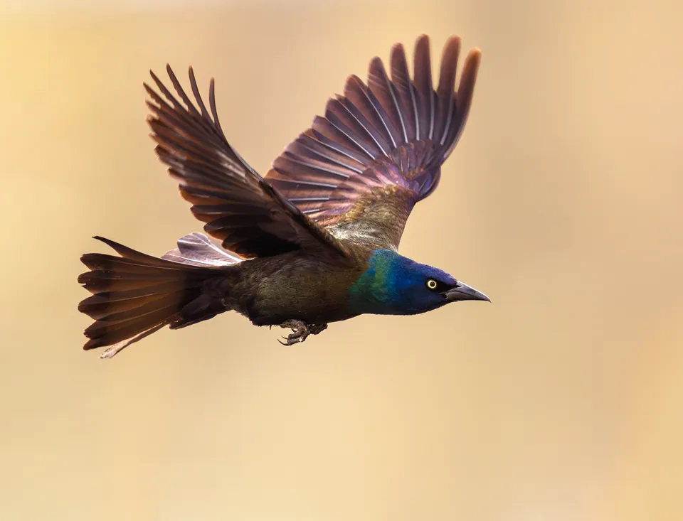 Common grackle in flight