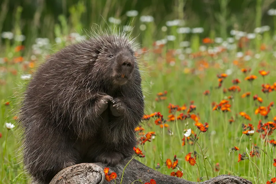 North American porcupine sitting among wildflowers