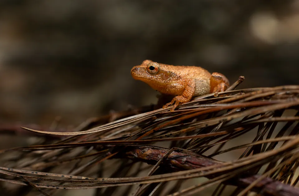 Spring peeper on pine needles