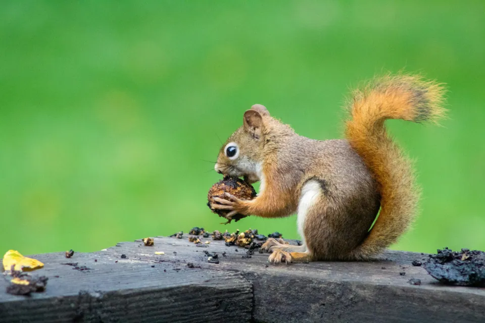 American red squirrel