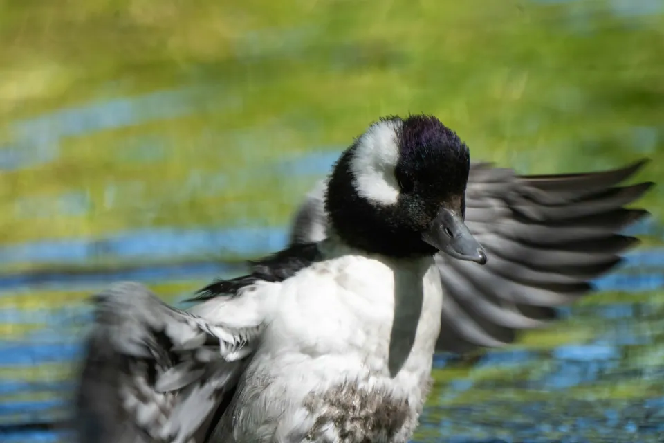 Bufflehead