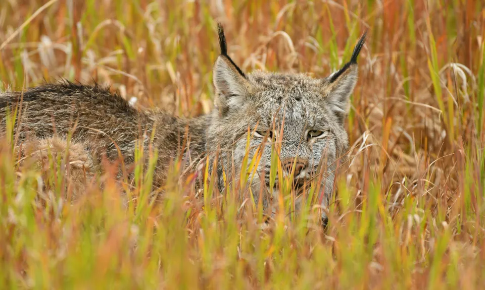 Canada lynx