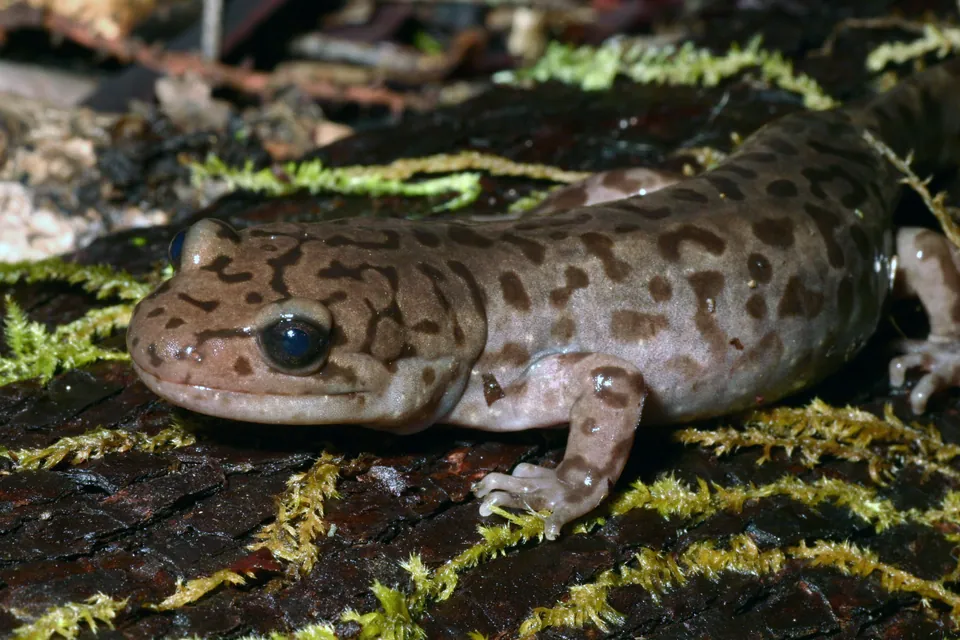 Coastal giant salamander — verified North Ground species photograph