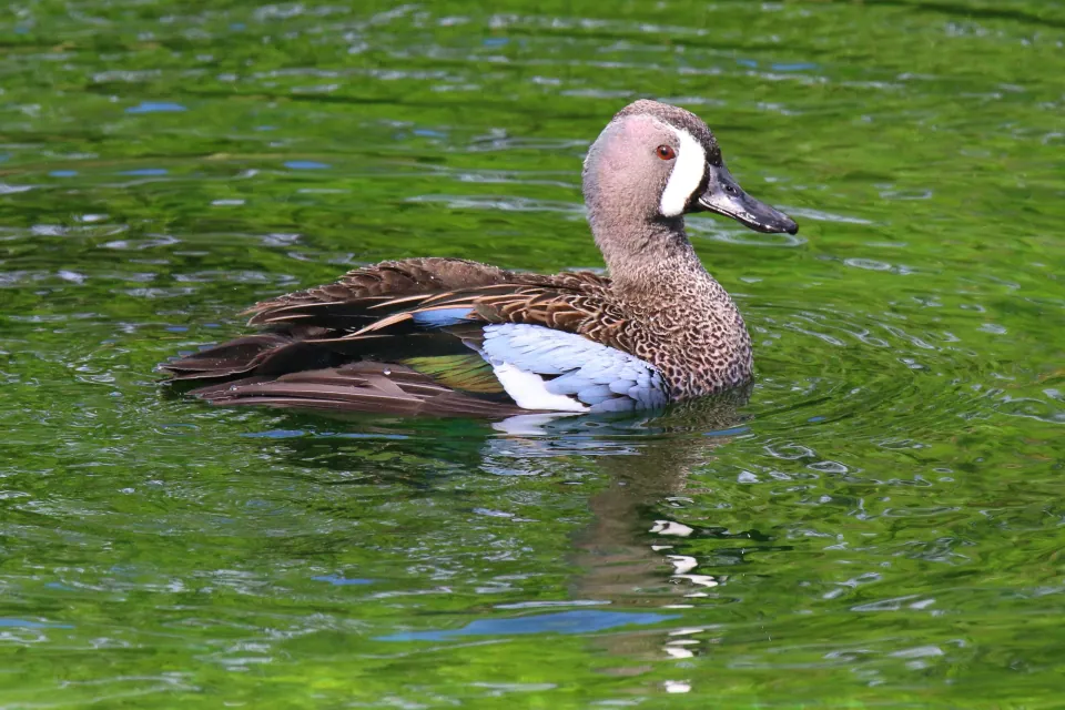 Blue-winged teal