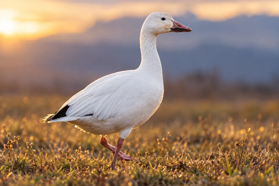 Snow goose — verified North Ground species photograph
