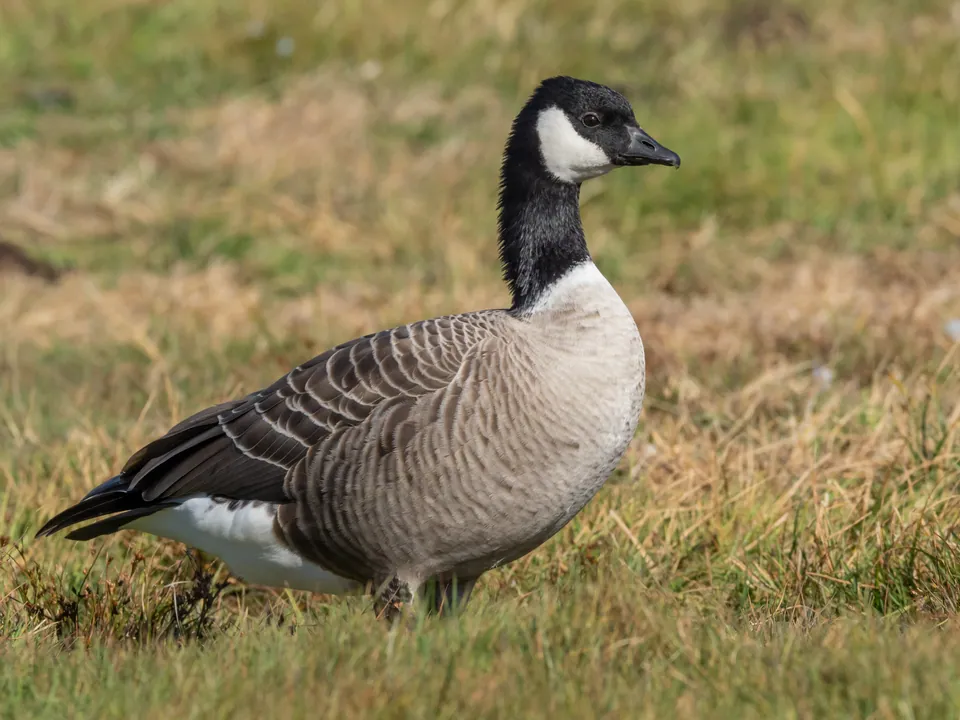 Cackling goose standing in short grass