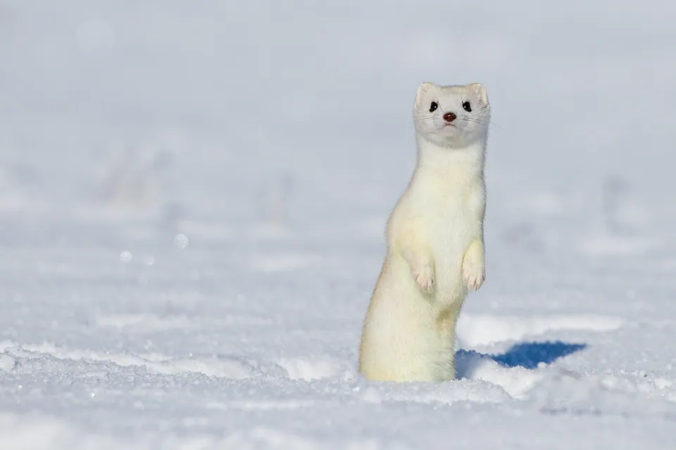 Ermine in white winter coat standing in snow