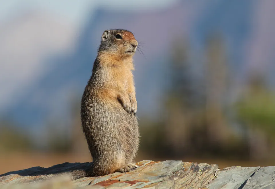 Columbian ground squirrel — verified North Ground species photograph