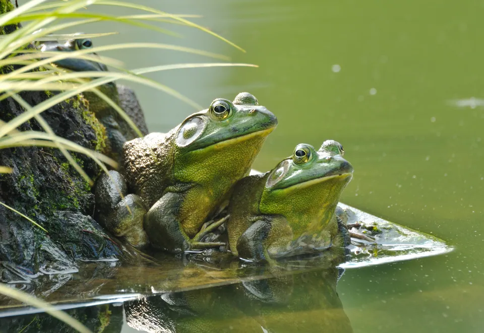 American bullfrog — verified North Ground species photograph