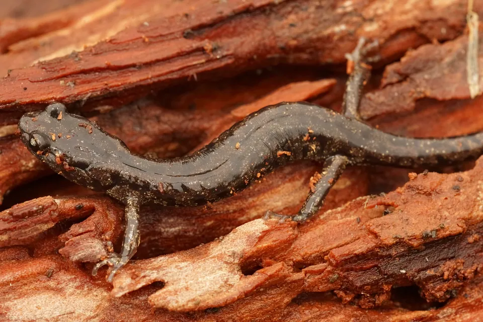 Clouded salamander on redwood bark