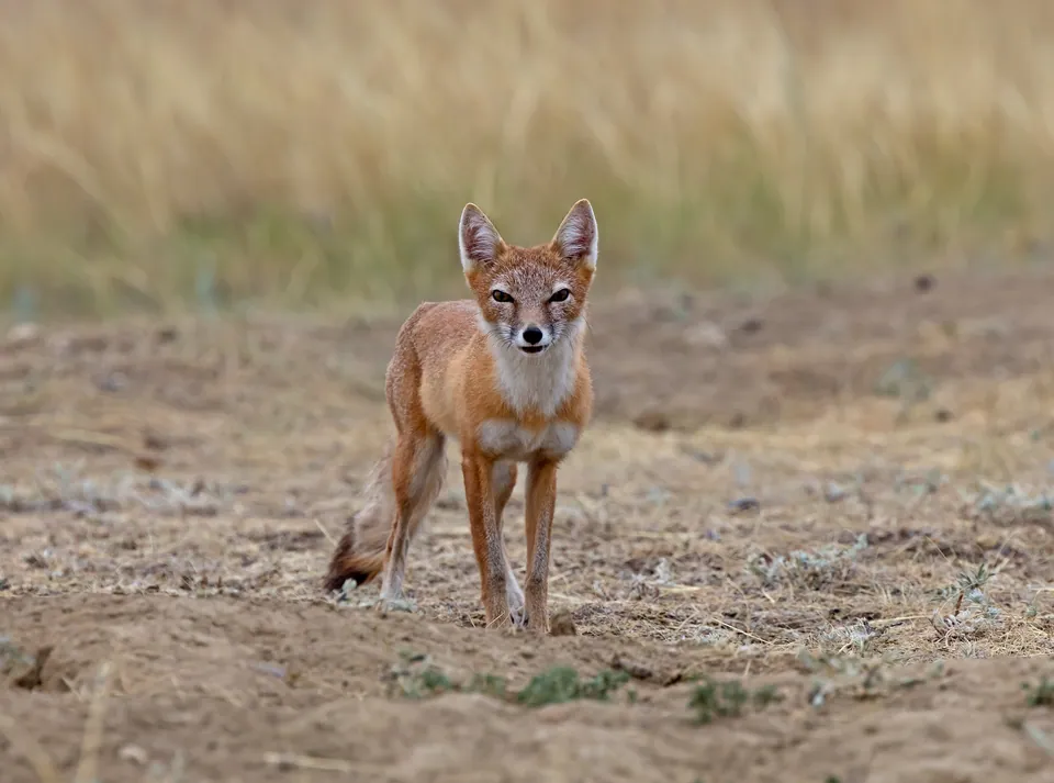Swift fox standing on bare ground