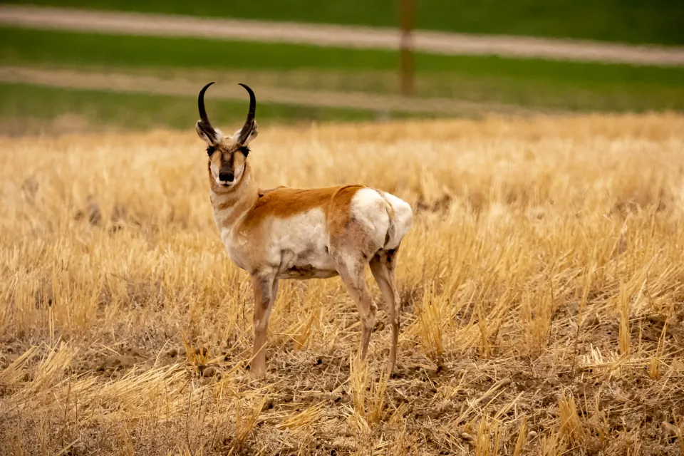 Pronghorn