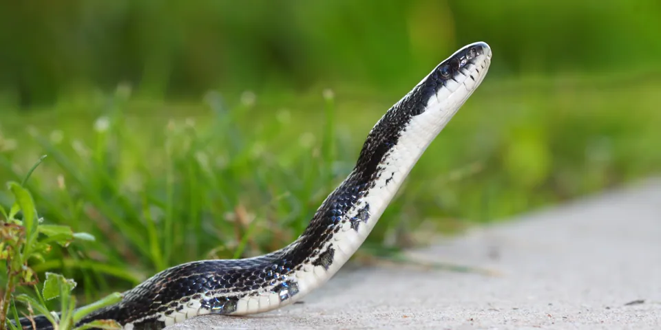 Central ratsnake — verified North Ground species photograph
