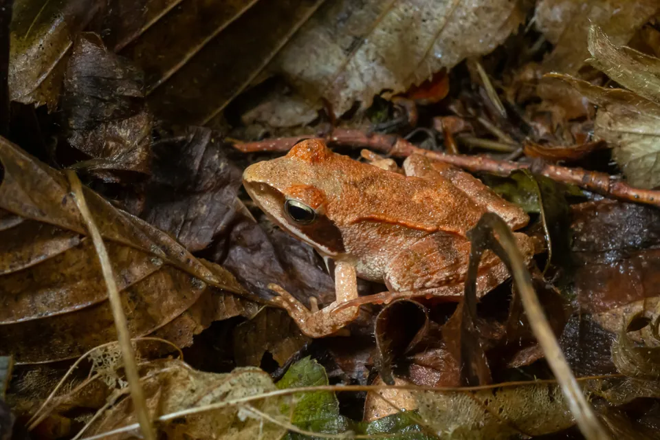 Wood frog among fallen leaves