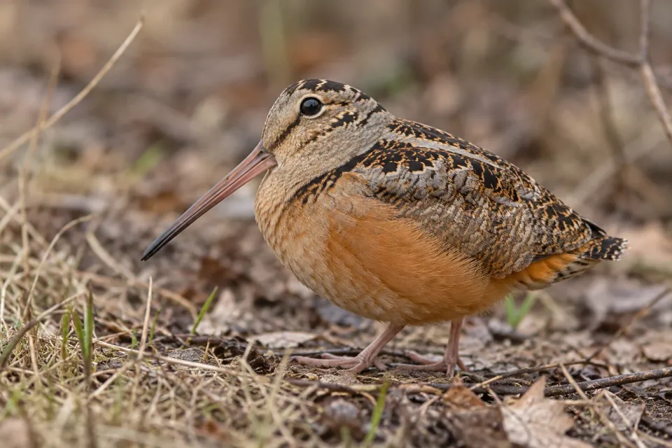 American woodcock — verified North Ground species photograph