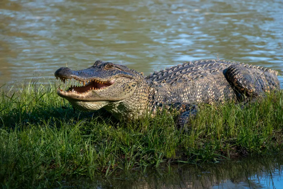 American alligator with its mouth open on a grassy bank