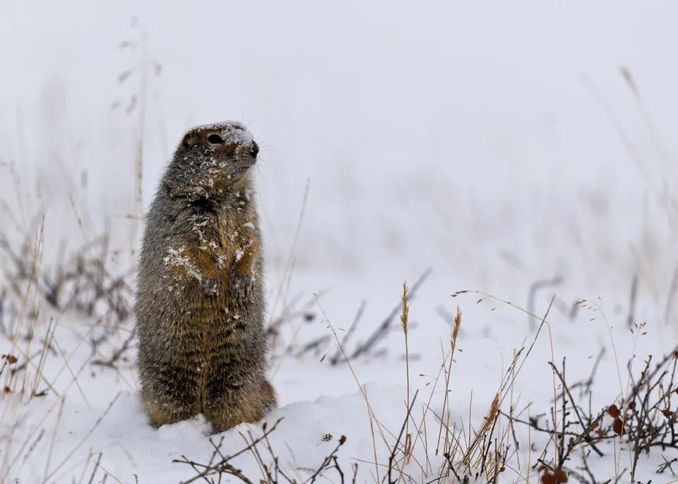 Arctic ground squirrel — verified North Ground species photograph