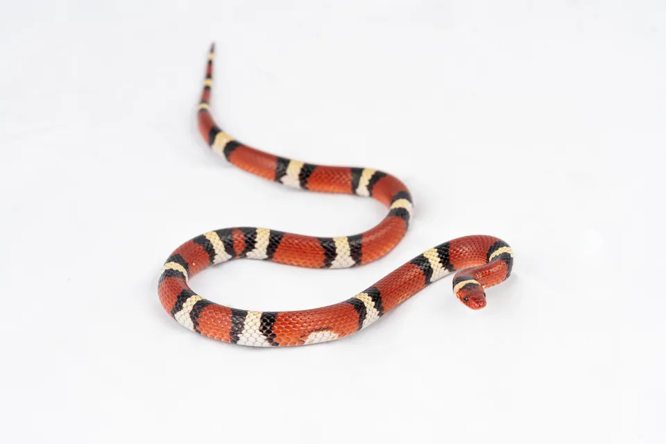 Scarlet kingsnake on a white background