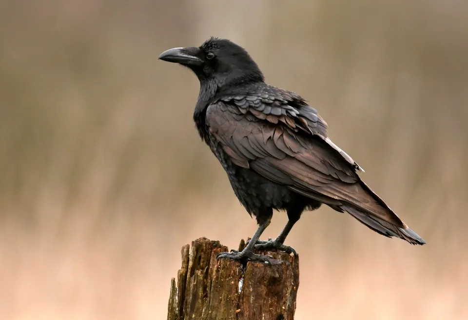 Common raven — verified North Ground species photograph