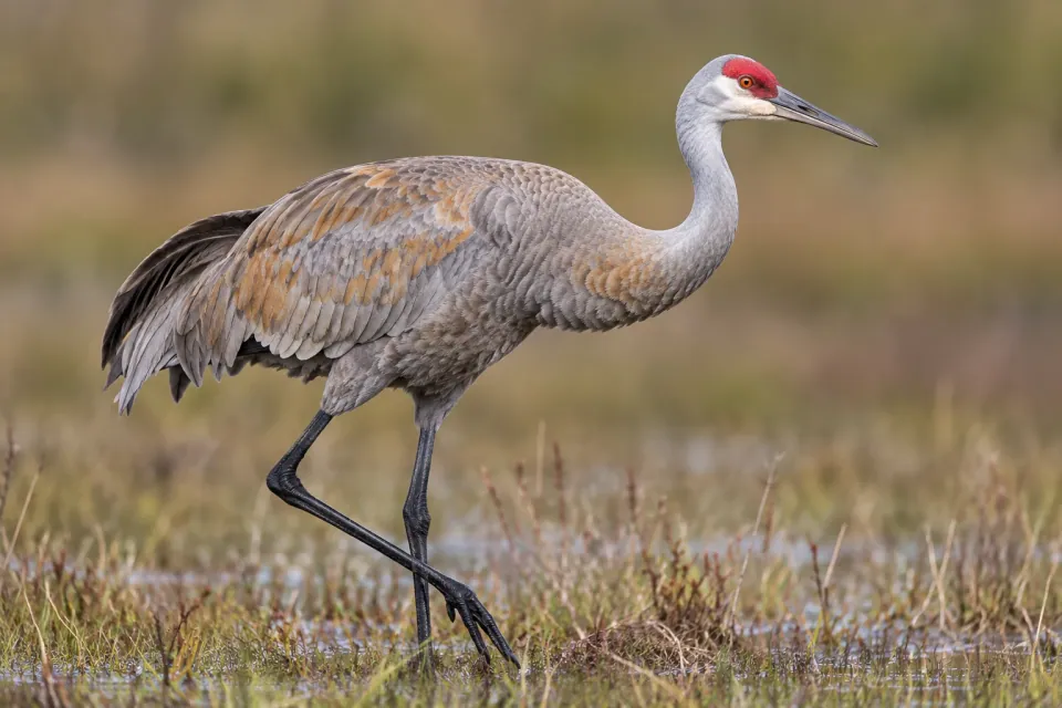 Sandhill crane — verified North Ground species photograph