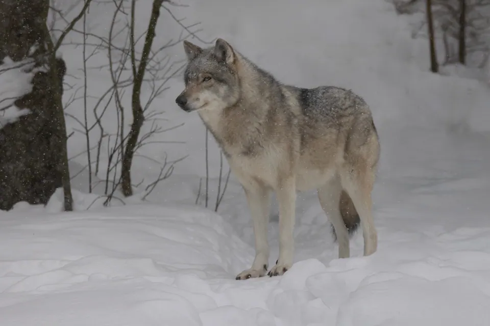 Eastern wolf standing in snow at a forest edge