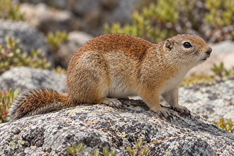 Belding's ground squirrel — verified North Ground species photograph