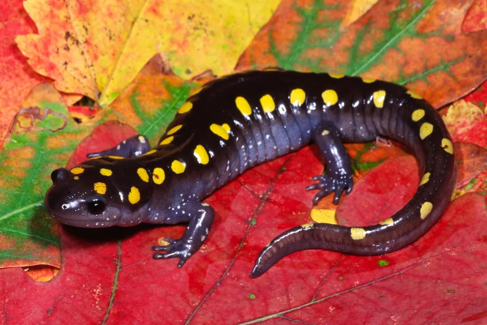 Spotted salamander on red autumn leaves