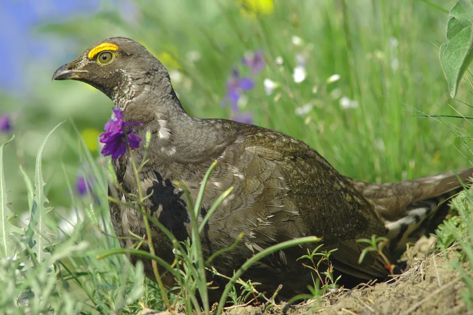 Dusky grouse among wildflowers