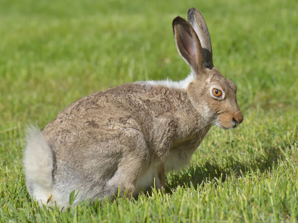 White-tailed jackrabbit in summer coat on grass